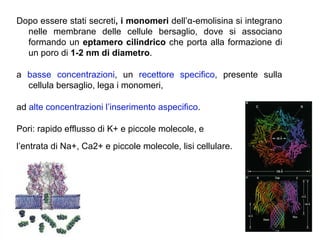 Dopo essere stati secreti, i monomeri dell’α-emolisina si integrano
  nelle membrane delle cellule bersaglio, dove si associano
  formando un eptamero cilindrico che porta alla formazione di
  un poro di 1-2 nm di diametro.

a basse concentrazioni, un recettore specifico, presente sulla
  cellula bersaglio, lega i monomeri,

ad alte concentrazioni l’inserimento aspecifico.

Pori: rapido efflusso di K+ e piccole molecole, e
l’entrata di Na+, Ca2+ e piccole molecole, lisi cellulare.
 