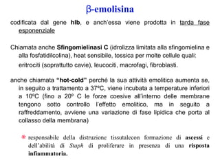 β-emolisina
codificata dal gene hlb, e anch’essa viene prodotta in tarda fase
   esponenziale

Chiamata anche Sfingomielinasi C (idrolizza limitata alla sfingomielina e
  alla fosfatidilcolina), heat sensibile, tossica per molte cellule quali:
   eritrociti (soprattutto cavie), leucociti, macrofagi, fibroblasti.

anche chiamata “hot-cold” perché la sua attività emolitica aumenta se,
  in seguito a trattamento a 37ºC, viene incubata a temperature inferiori
  a 10ºC (fino a 20º C le forze coesive all’interno delle membrane
  tengono sotto controllo l’effetto emolitico, ma in seguito a
  raffreddamento, avviene una variazione di fase lipidica che porta al
  collasso della membrana)

    b responsabile della distruzione tissutalecon formazione di ascessi e
      dell’abilità di Staph di proliferare in presenza di una risposta
      infiammatoria.
 