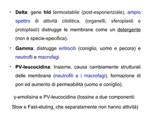 • Delta: gene hld termostabile (post-esponenziale), ampio
  Delta
  spettro di attività citolitica, (organelli, sferoplasti e
  protoplasti) distrugge le membrane come un detergente
  (non è specie-specifica).
• Gamma: distrugge eritrociti (coniglio, uomo e pecora) e
  neutrofli e macrofagi
• PV-leucocidina: Insieme, causa cambiamente strutturali
  delle membrane (neutrofili e i macrofagi), formazione di
  pori ed aumento di permeabilità (uomo e coniglio).

 γ-emolisina e PV-leucocidina (tossine a due componenti:

 Slow e Fast-eluting, che separatamente non hanno attività)
 