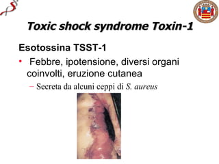 Toxic shock syndrome Toxin-1
Esotossina TSST-1
• Febbre, ipotensione, diversi organi
  coinvolti, eruzione cutanea
  – Secreta da alcuni ceppi di S. aureus
 