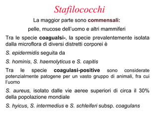 Stafilococchi
             La maggior parte sono commensali:
           pelle, mucose dell’uomo e altri mammiferi
Tra le specie coagualsi-, la specie prevalentemente isolata
dalla microflora di diversi distretti corporei è
S. epidermidis seguita da
S. hominis, S. haemolyticus e S. capitis
Tra   le    specie   coagulasi-positive   sono considerate
potenzialmente patogene per un vasto gruppo di animali, fra cui
l’uomo
S. aureus, isolato dalle vie aeree superiori di circa il 30%
della popolazione mondiale
S. hyicus, S. intermedius e S. schleiferi subsp. coagulans
 