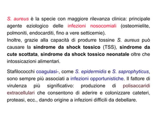 S. aureus è la specie con maggiore rilevanza clinica: principale
agente eziologico delle infezioni nosocomiali (osteomielite,
polmoniti, endocarditi, fino a vere setticemie).
Inoltre, grazie alla capacità di produrre tossine S. aureus può
causare la sindrome da shock tossico (TSS), sindrome da
cute scottata, sindrome da shock tossico neonatale oltre che
intossicazioni alimentari.

Stafilococchi coagulasi-, come S. epidermidis e S. saprophyticus,
sono sempre più associati a infezioni opportunistiche. Il fattore di
virulenza più significativo: produzione di polisaccaridi
extracellulari che consentono di aderire e colonizzare cateteri,
proteasi, ecc., dando origine a infezioni difficili da debellare.
 