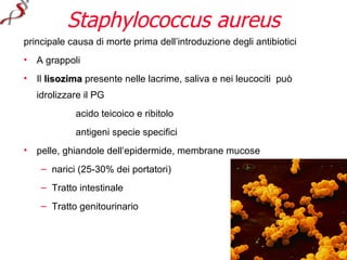 Staphylococcus aureus
principale causa di morte prima dell’introduzione degli antibiotici
• A grappoli
• Il lisozima presente nelle lacrime, saliva e nei leucociti può
   idrolizzare il PG
            acido teicoico e ribitolo
            antigeni specie specifici
• pelle, ghiandole dell’epidermide, membrane mucose
    – narici (25-30% dei portatori)
    – Tratto intestinale
    – Tratto genitourinario
 