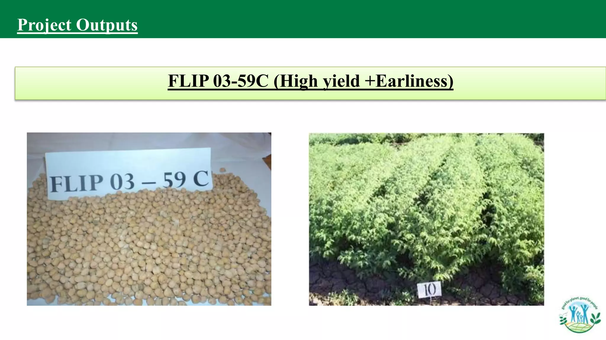 FLIP 03-59C (High yield +Earliness)
Project Outputs
 