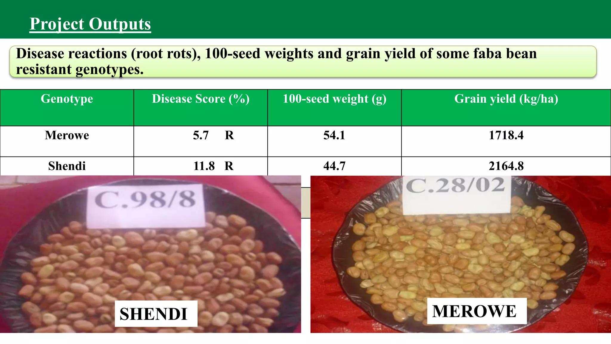 Genotype Disease Score (%) 100-seed weight (g) Grain yield (kg/ha)
Merowe 5.7 R 54.1 1718.4
Shendi 11.8 R 44.7 2164.8
H.72 66.4 S 50.0 1553.6
Disease reactions (root rots), 100-seed weights and grain yield of some faba bean
resistant genotypes.
Project Outputs
SHENDI MEROWE
 