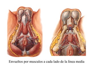 Envueltos por musculos a cada lado de la linea media

 