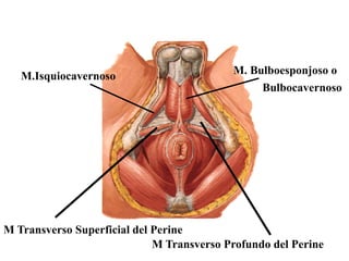M.Isquiocavernoso

M. Bulboesponjoso o
Bulbocavernoso

M Transverso Superficial del Perine
M Transverso Profundo del Perine

 