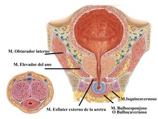M. Obturador interno
M. Elevador del ano

M.Isquiocavernoso
M. Esfinter externo de la uretra

M. Bulboesponjoso
O Bulbocavernoso

 