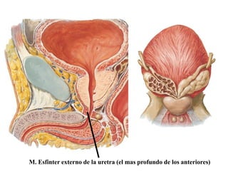 M. Esfinter externo de la uretra (el mas profundo de los anteriores)

 