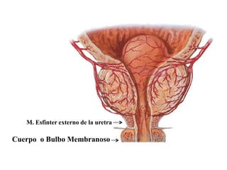 M. Esfinter externo de la uretra

Cuerpo o Bulbo Membranoso

 