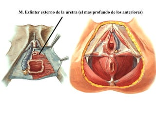 M. Esfinter externo de la uretra (el mas profundo de los anteriores)

 