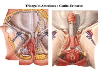 Triangulos Anteriores o Genito-Urinarios

 