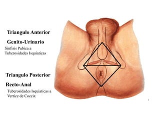 Triangulo Anterior

Genito-Urinario
Sinfisis Pubica a
Tuberosidades Isquiaticas

Triangulo Posterior
Recto-Anal
Tuberosidades Isquiaticas a
Vertice de Coccix

 