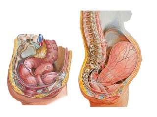 8  suelo pelvico o perine