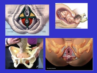 8  suelo pelvico o perine
