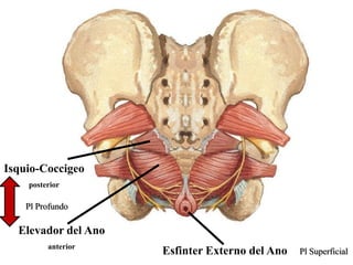 Isquio-Coccigeo
posterior

Pl Profundo

Elevador del Ano
anterior

Esfinter Externo del Ano

Pl Superficial

 