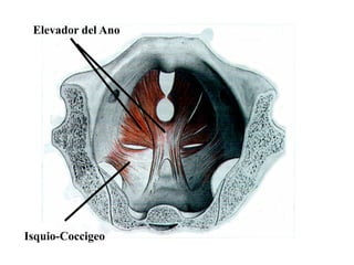 Elevador del Ano

Isquio-Coccigeo

 