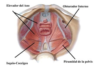 Elevador del Ano

Obturador Interno

Isquio-Coccigeo

Piramidal de la pelvis

 