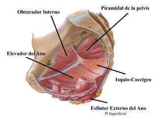 Obturador Interno

Piramidal de la pelvis

Elevador del Ano

Isquio-Coccigeo

Esfinter Externo del Ano
Pl Superficial

 