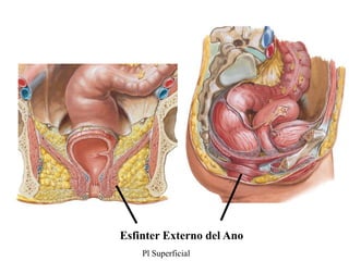 Esfinter Externo del Ano
Pl Superficial

 