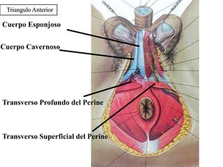 Triangulo Anterior

Cuerpo Esponjoso
Cuerpo Cavernoso

Transverso Profundo del Perine

Transverso Superficial del Perine

 