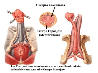 Cuerpos Cavernosos

Cuerpo Esponjoso
(Membranoso)

Los Cuerpos Cavernosos insertan su raiz en el borde inferior
endopelvicamente, no asi el Cuerpo Esponjoso

 