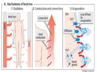 MV Edgar H. Murcia M.
 