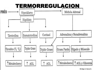TERMORREGULACION




                   MV Edgar H. Murcia M.
 
