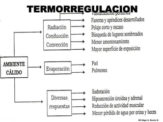 TERMORREGULACION




                   MV Edgar H. Murcia M.
 