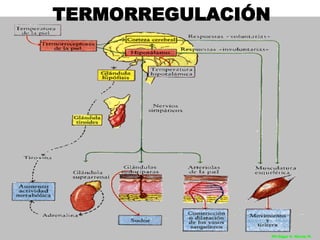 TERMORREGULACIÓN




                   MV Edgar H. Murcia M.
 