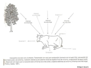 MV Edgar H. Murcia M.
 