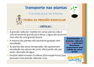 Conclusão:     A
pressão radicular
não é o principal
    fenómeno
responsável pela
 subida da seiva
      bruta!
 