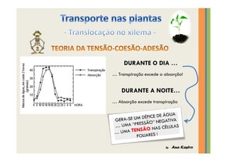 Transporte nas plantas