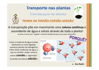 Transporte nas plantas