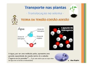 Transporte nas plantas