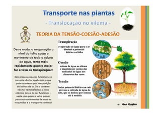 Transporte nas plantas