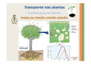 Transporte nas plantas