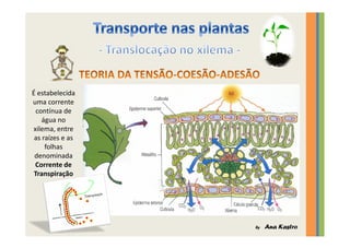 Transporte nas plantas