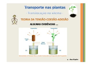 Transporte nas plantas