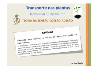 Transporte nas plantas