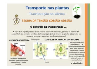 Transporte nas plantas