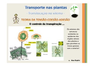 Transporte nas plantas