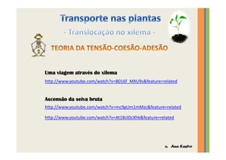 Transporte nas plantas