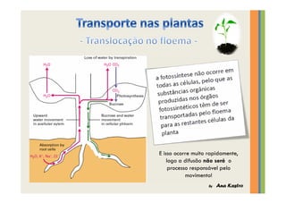 Transporte nas plantas