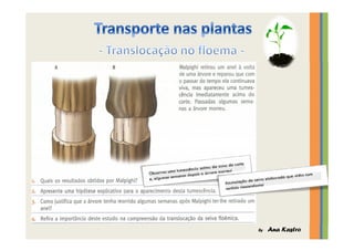Transporte nas plantas