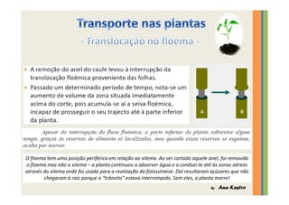 Transporte nas plantas