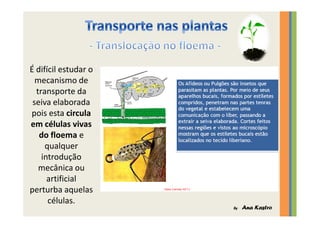Transporte nas plantas