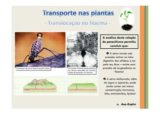 Transporte nas plantas