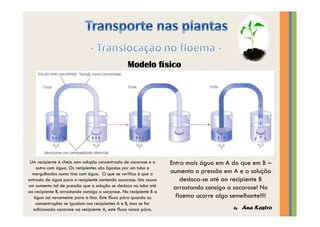 Transporte nas plantas