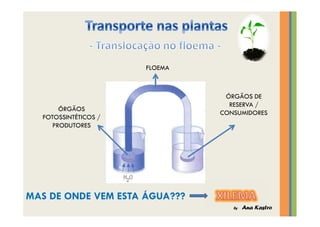 Transporte nas plantas